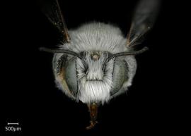   Megachile sublauritanbsp; male face, photo: Shaun Heller 
